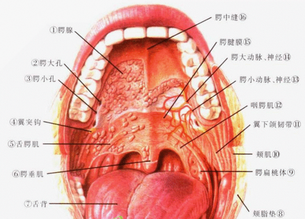 口腔医学翻译