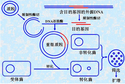 基因工程翻译