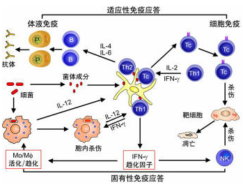 免疫学翻译